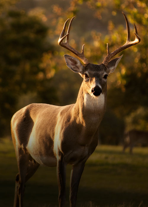 Hunting + Recreation Land Header Photo