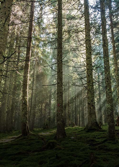 Timberland Header Photo