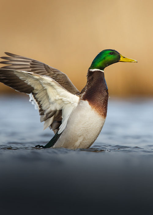 Waterfowl Land Header Photo